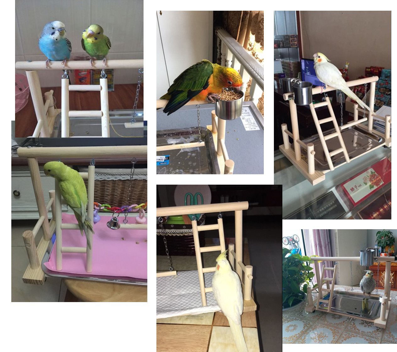 Papegøjer legeplads fugle legeplads træ aborre gymnastiksal legeplads stige legetøj træning legetøj conure lovebirds