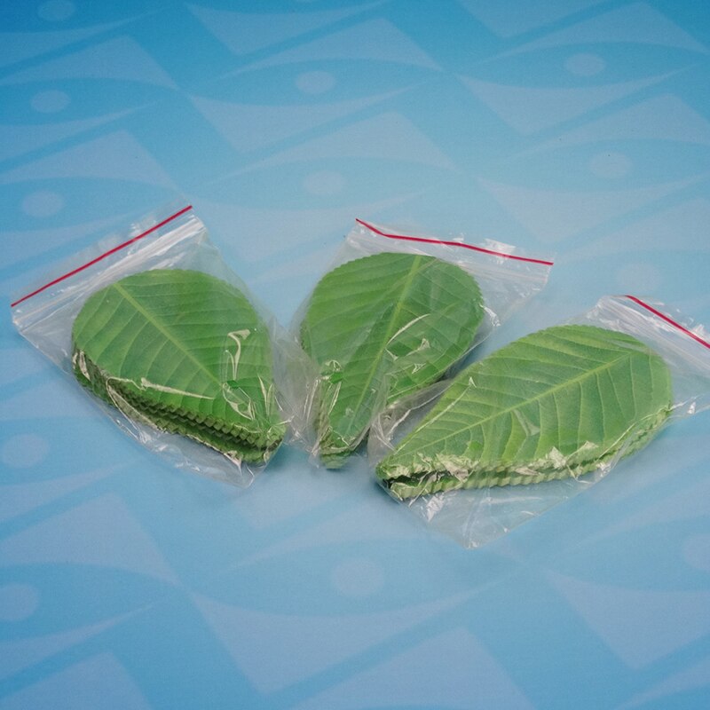 200 stk grønne blade japansk mad sushi dekoration blade sushi plast blad sashimi dekor værktøjer sushi blad dekoration