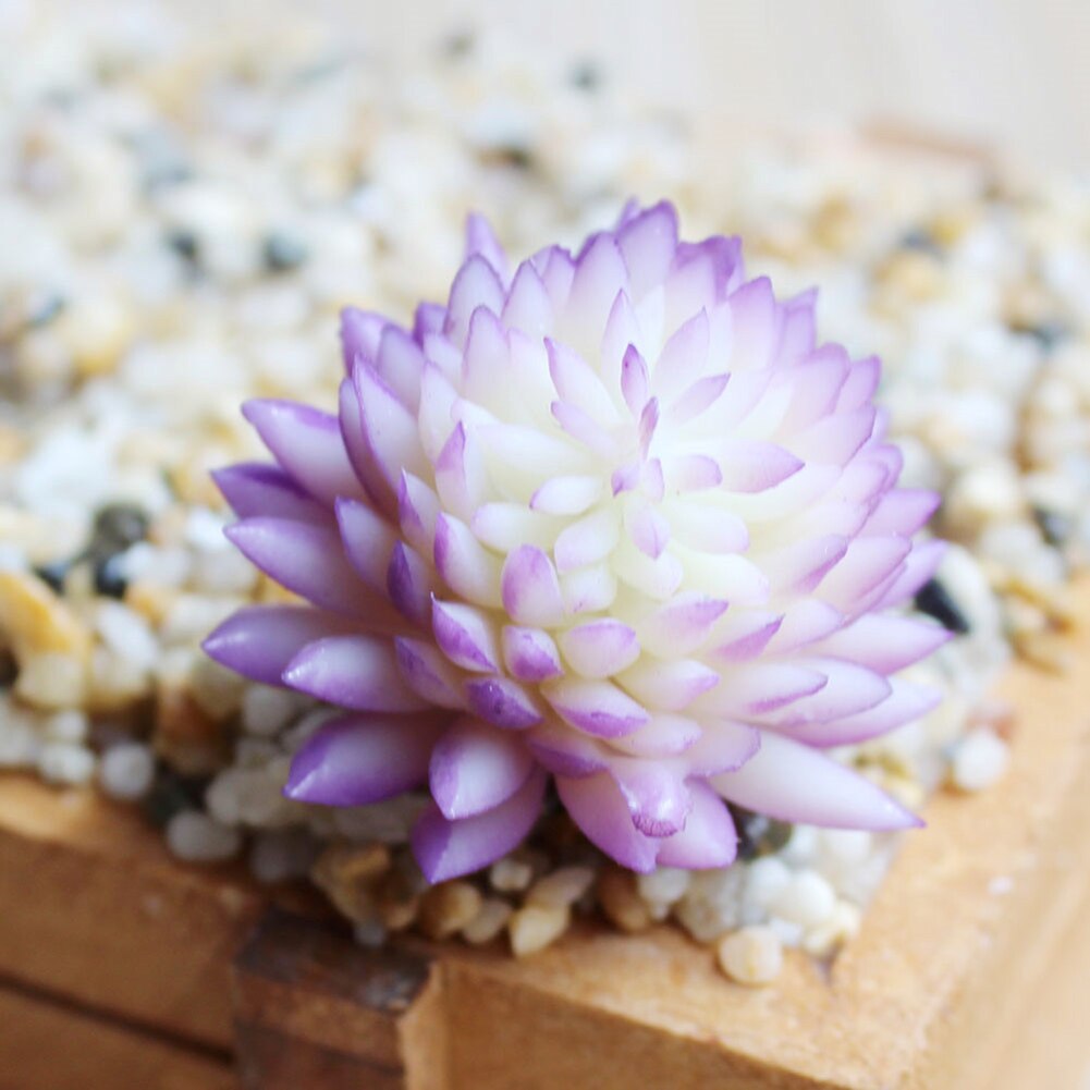 Mini bonsái Artificial de plástico para decoración de hogar y oficina, plantas suculentas de Echeveria, 1 unidad
