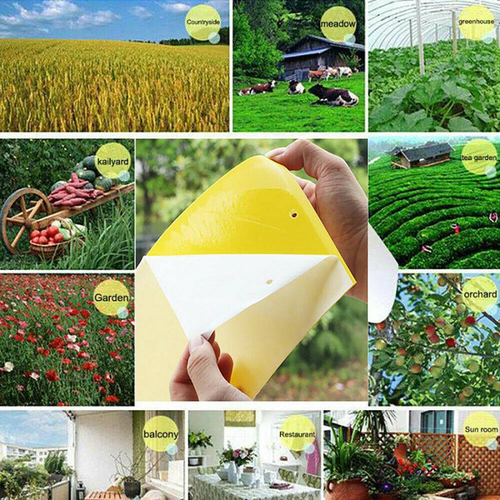 20x15 summen Obst Fliege Insekt Moskito Mörder Insekten Pest Fänger Fliegenfalle Aufkleber Gremium für Küche Bauernhof Anlage garten