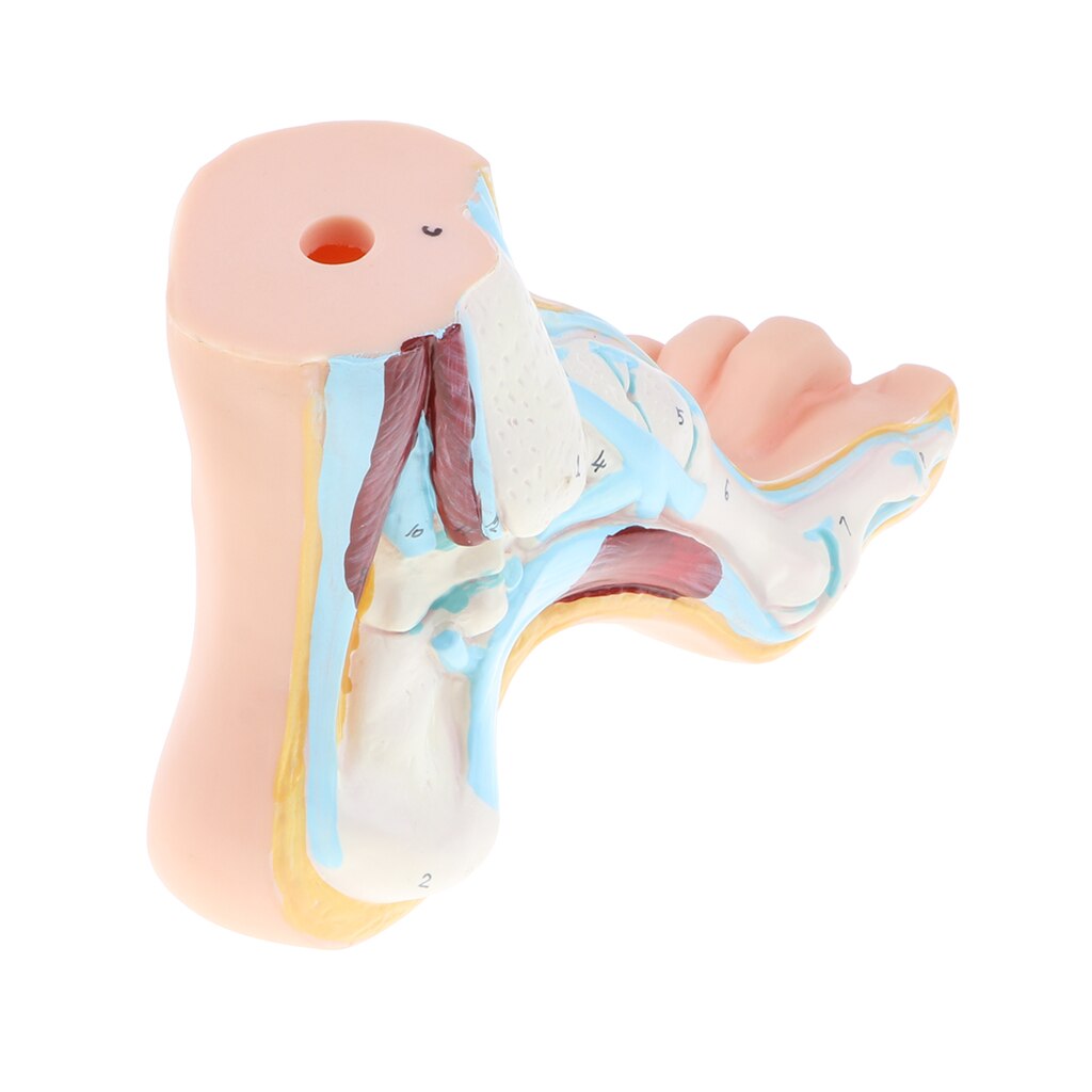 1:1 Lifesize Human Normal/ Arched/ Flat Foot Model with Ligaments Bones Muscles Anatomical Model Kit