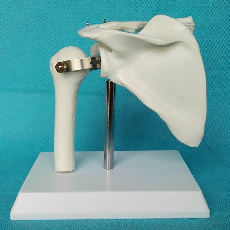 1: 1 shoulder joint model bones Teaching of skeleton medicine