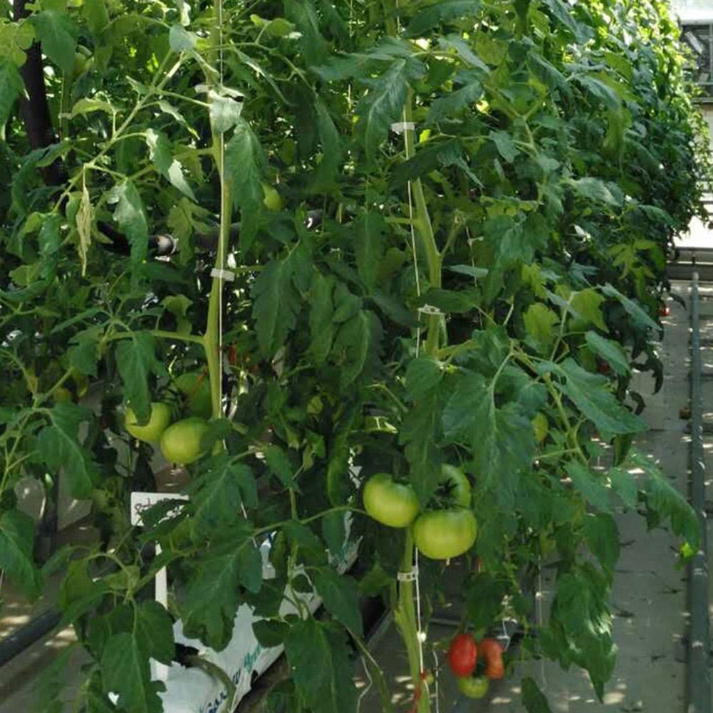 Gancho de tomate horticultura strapping linha crescimento da planta tração corda gancho videira vegetais plantio suprimentos para tomates pepinos