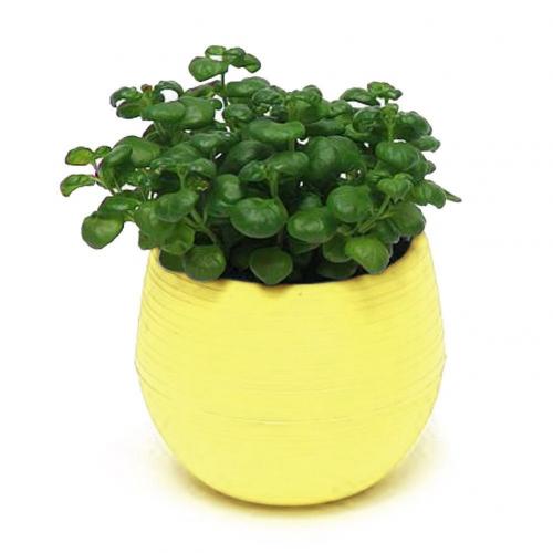 Eco-friendly Colourful Mini Round Plastic Plant Flower Pot Garden Home Office Decor Planter Plant Flower Pot Planter: Yellow