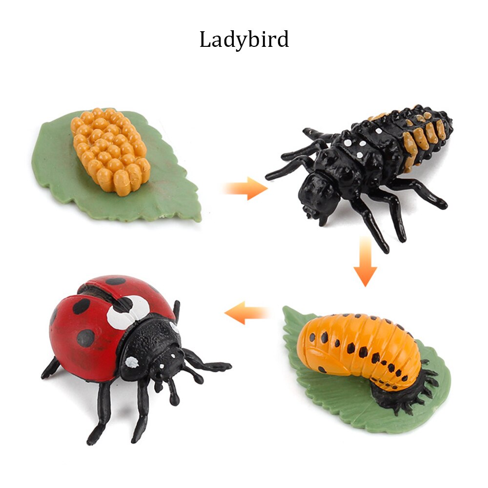 Simulation Animals Growth Cycle ButterflyLadybug Chicken Life Cycle Figurine Plastic Models Action Figures Educational Kids Toy: Ladybird