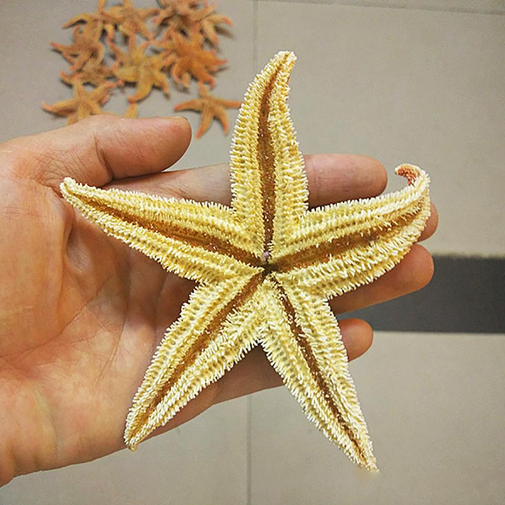 Estrella de mar seca Natural, 2 uds., artesanía de playa, de boda, decoración del hogar, estrellas de mar naturales, artesanía