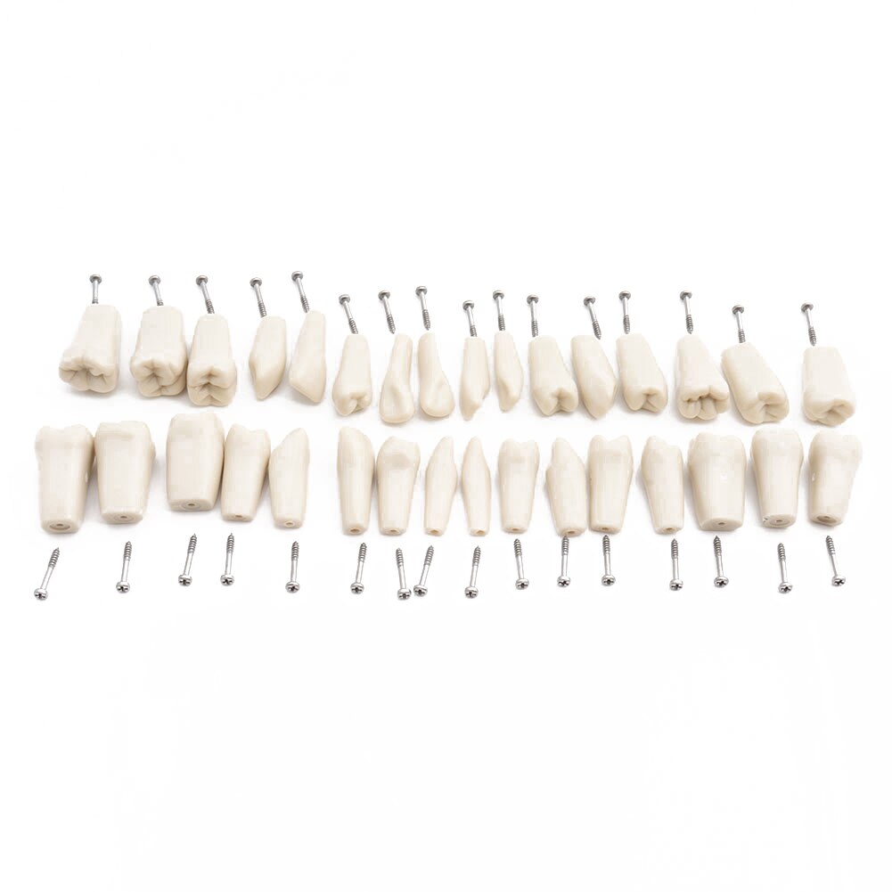 Dental Model Teeth Model Dental Teaching Model Standard Model With 32 Screw-in Teeth Demonstration Teeth Model 24 28pcs Teeth: 32pcs Teeth ADC