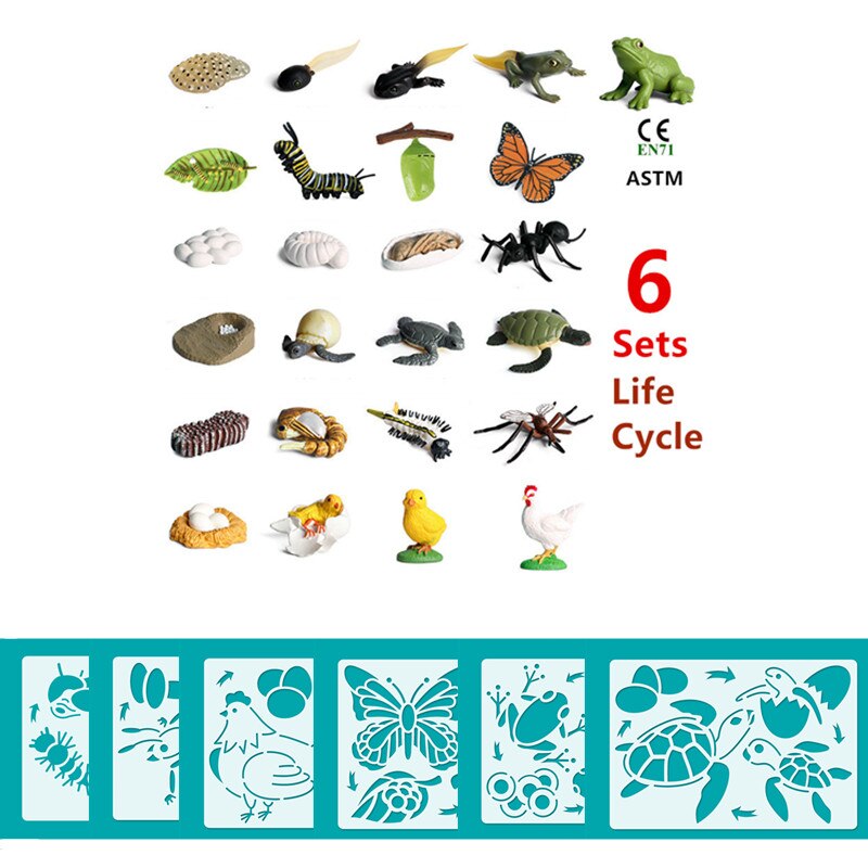 6 Sets Simulation Animal Life Cycle Growth Model Butterfly Frog Turtle Chick Ant Stencils Drawing Board Biology Teaching Tools