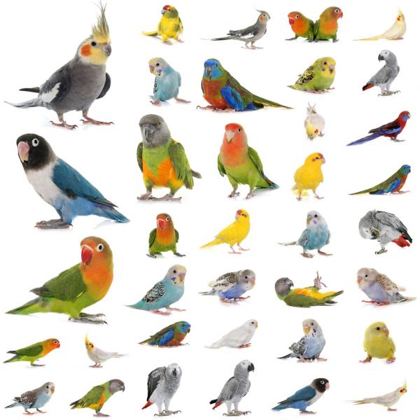 Gingerain Vogel kleding Papegaai kleding Beer originele handgemaakte custom vogel kleding Hooded Trui Beer: Other parrot