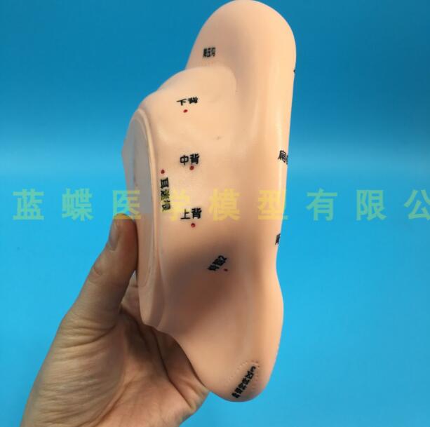Modèle d'acupuncture auriculaire de 16CM, modèle de zone réflexe de l'oreille, modèle d'acupuncture Standard de la langue du méridien Central, modèle d'oreille de Massage