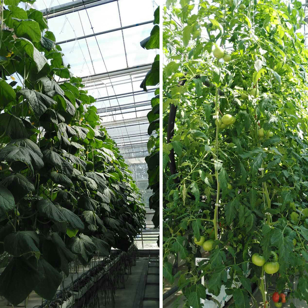 Haveplante support tomatstøtte j krog tomatplanteholder bindemiddel grøntsager klemme anti-knusekrog længde 10m
