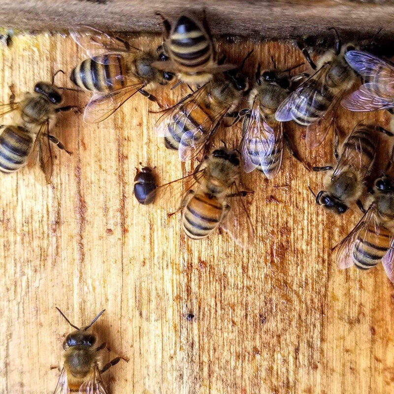 18 pakke klare genanvendelige små bikubefoliefælder, miljøvenlige og sikre for bier, biavlforsyninger