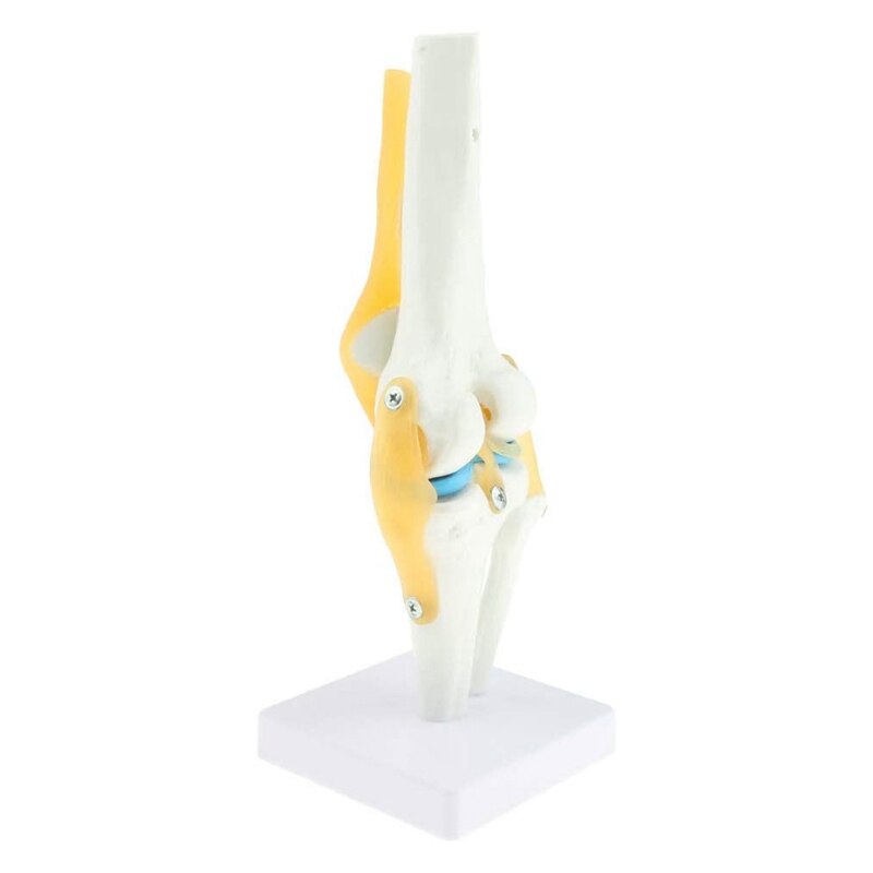 1:1 Levensgrote Knie Anatomisch Model (Menselijk Functionele Knie Ligament Model)