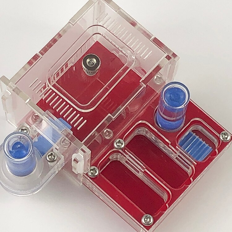 Dura wasser handtuch Ameise Werkstatt Acryl Nest Ameisen Bauernhof Haus Aktivität Bereich Tasche Mini Neue Ameise Nest: rot