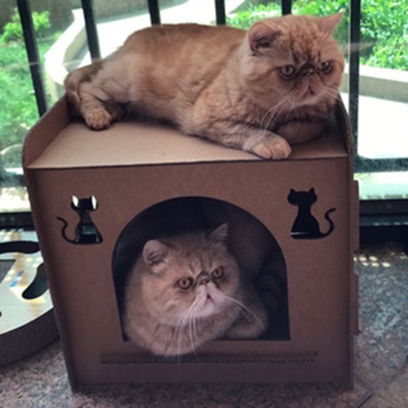 Krabpaal voor katten, kitten, kattenhuisvormig nest, slaapbed, pootslijpen, kauwspeeltje