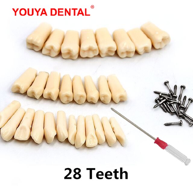 Standard Dental Teeth Model For Dental Technician Practice Studying Jaw Model With Removable Teeth Teaching Gum Typodont Models: 28pcs-set Teeth