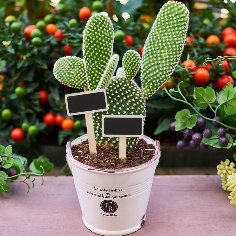 20 Uds. Pizarra de madera de Mini, marcadores de plantas, letreros creativos, etiquetas de flores y plantas de jardín, herramientas de decoración de jardín