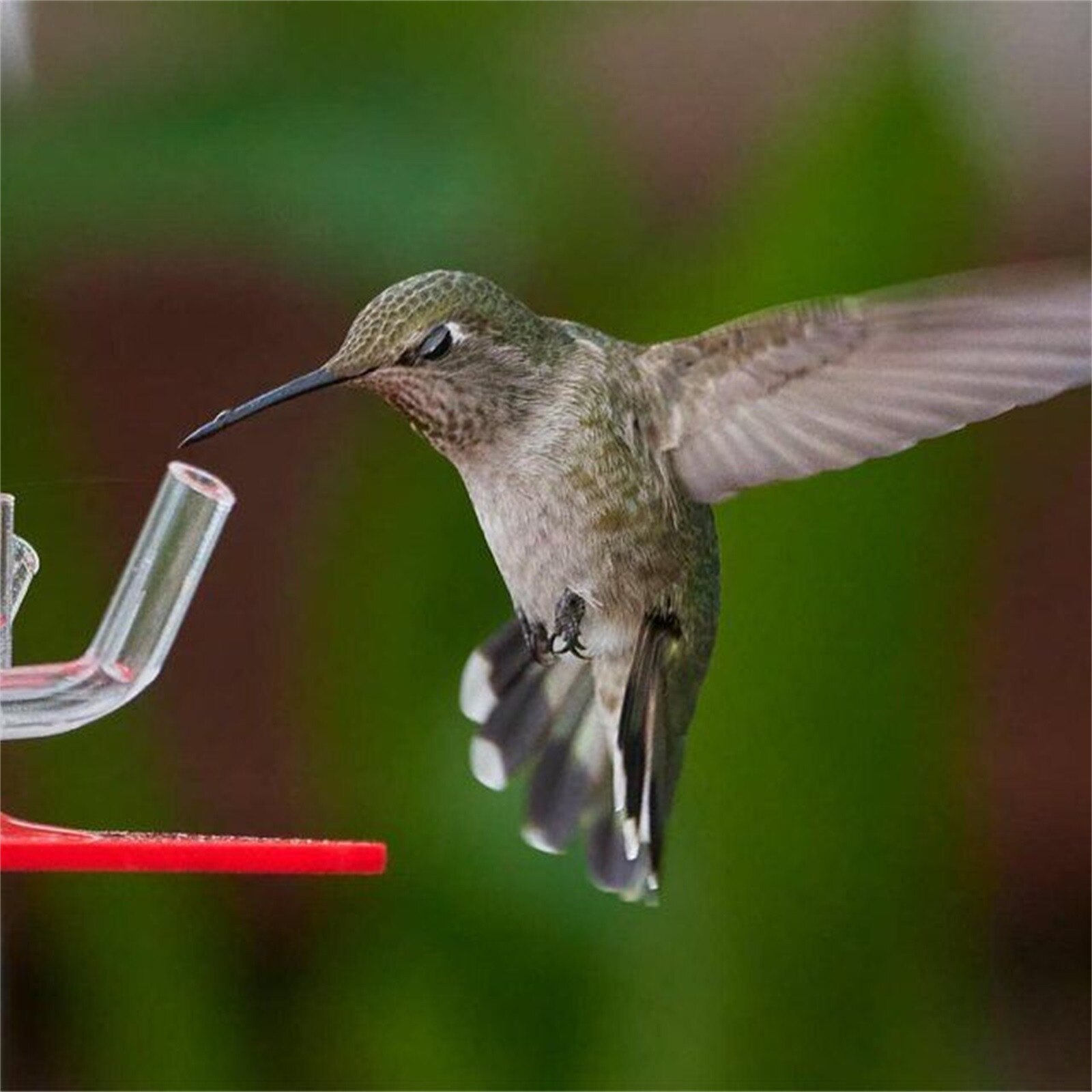 Hummingbird Feeder Unique Feeding System With Bright Transparent Tube