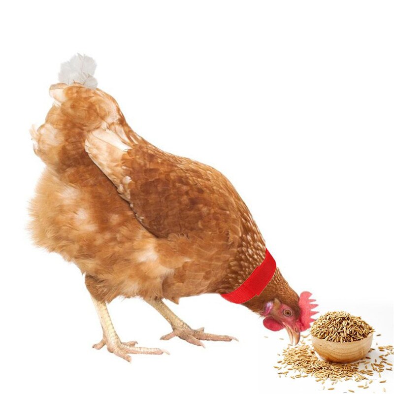 2 stk kylling krave anti-krog støjfri halsbånd kraver kæledyr kylling no-krage hane krave forsyninger