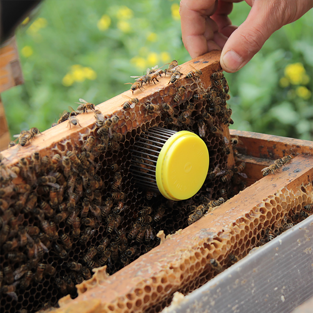 14Pcs Bijenteelt Koningin Opfok Systeem Bee Kooi Koning Cellen Kooien Mobiele Gereedschap Naald Type Staal Catcher Bijen Benodigdheden Bijenteelt