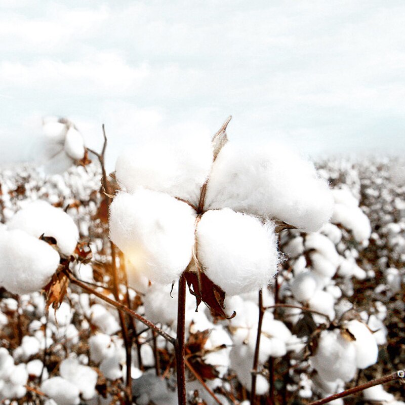 Toe Socks Lady Finger-separated Odor Resistant Cotton Polyester Spandex Ankle Hosiery Sports Women Adults Five Toe Socks