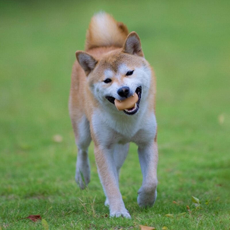 Little Dog Toy For Puppy Kitten Pet Interactive Egg Squeak Ball Molar Bite Resistant Toys Dog Supplies