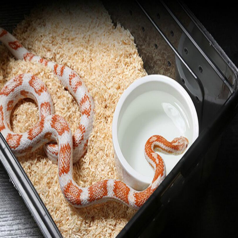 pet Feeding box Spider house frog farm insect turtles snake boxes reptiles workshop taller With air hole white black