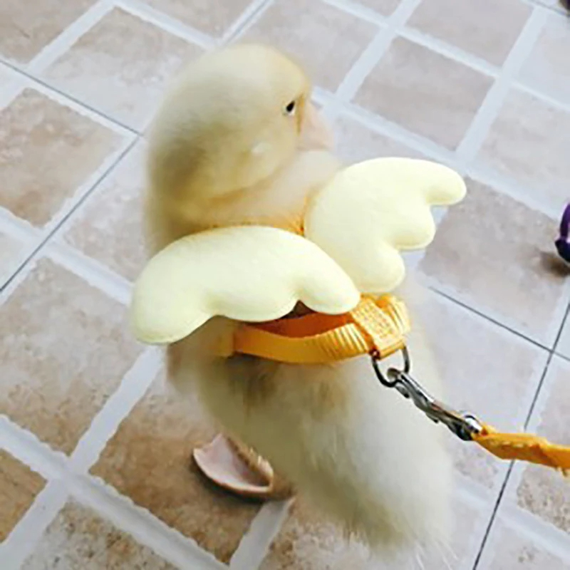 Harnais réglable laisse corde chat et chien pour canard petits animaux formation marche remorquage corde fournitures pour animaux de compagnie