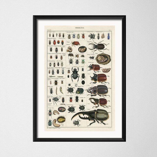 Vintage style toile peinture affiche insecte spécimen peinture de décoration Kraft papier affiche pas de cadre