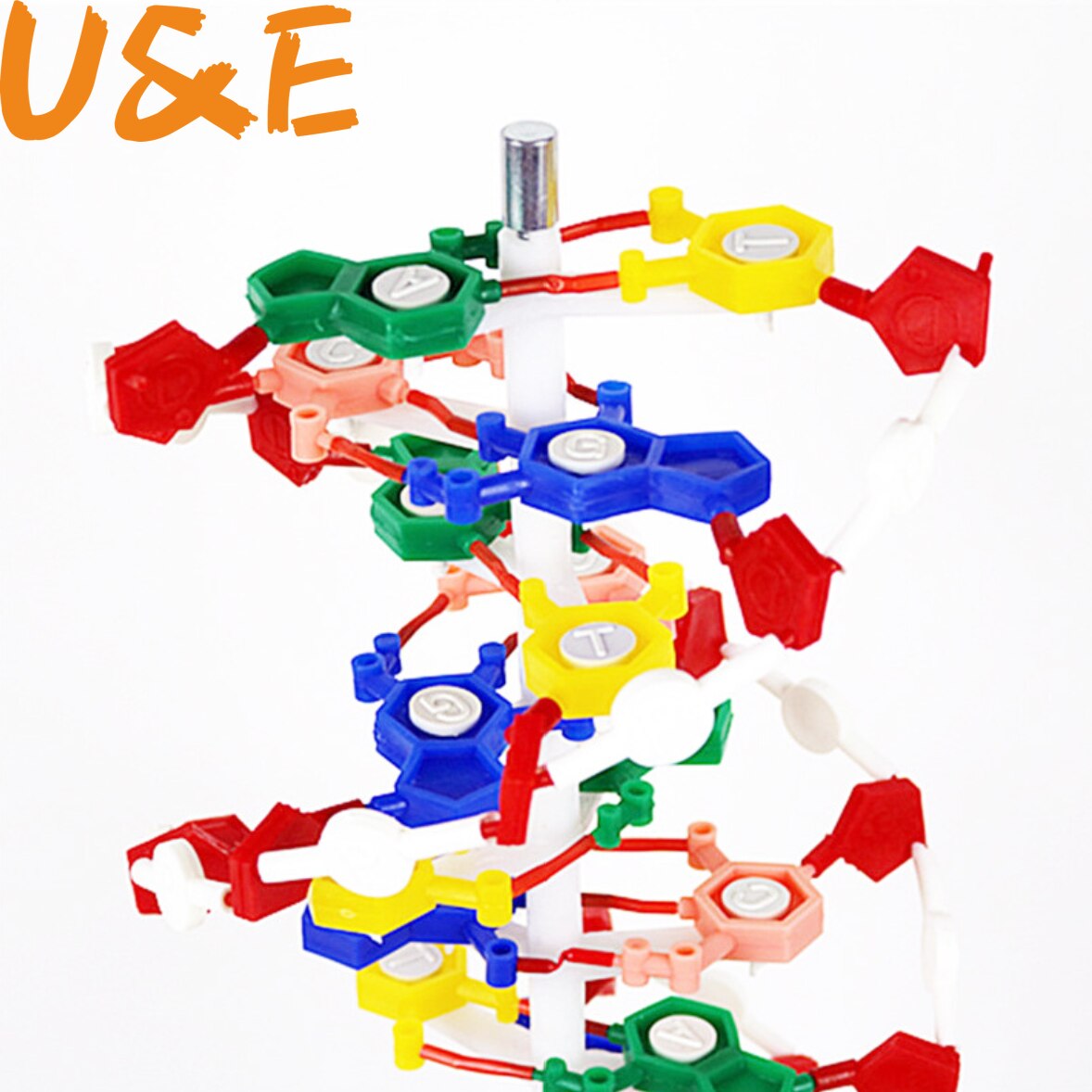 DNA double helix structure model 60cm cm cm genetic biology teaching instrument