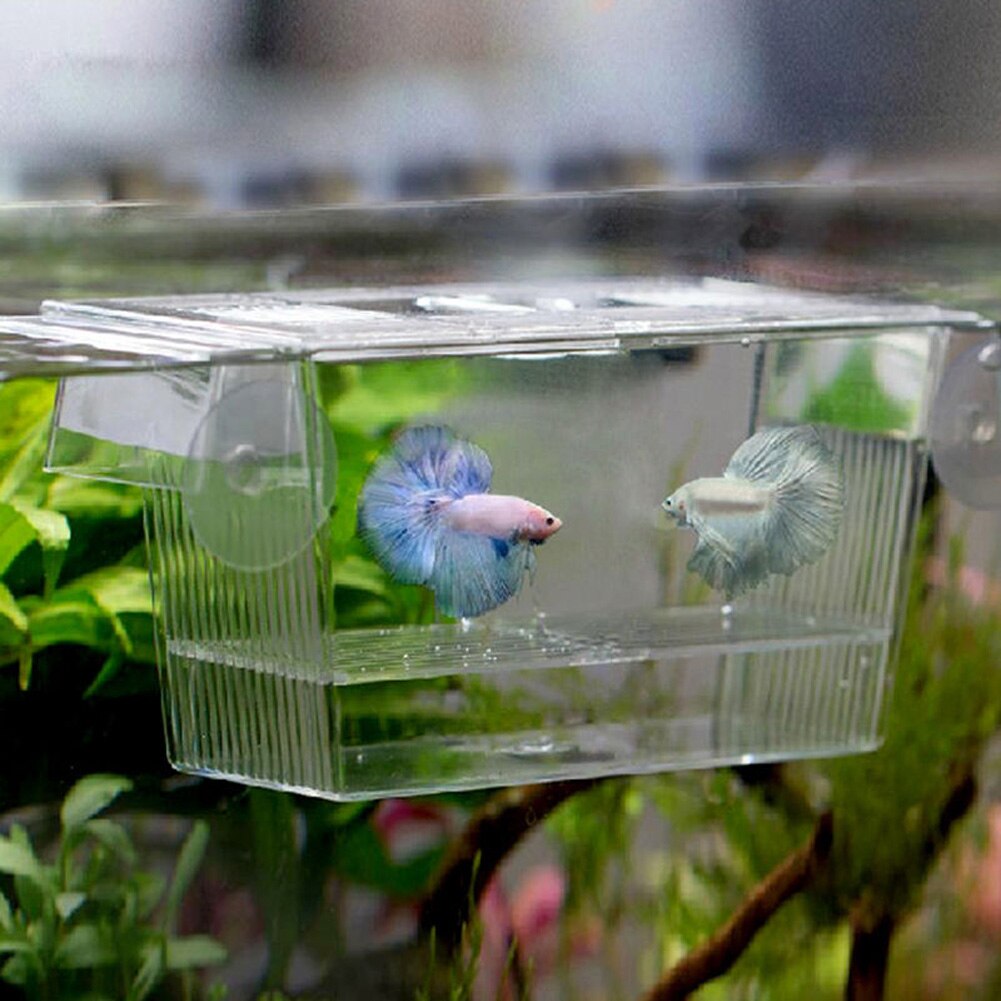 Akvarium gennemsigtig dobbelt skål kampfisk mini hus rugekasse til yngel isolering rugeri krybdyr bur skildpadde hus 23