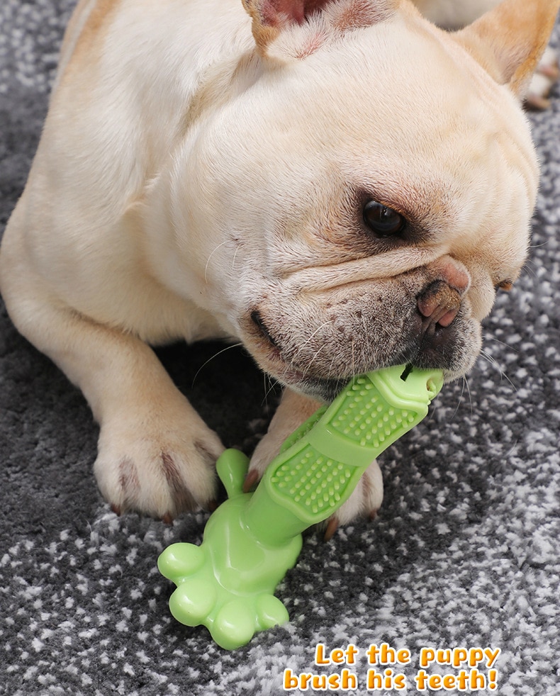 Hundleksak hund tugga leksaker hundtandborste husdjur molar tand rengöring borststicka vovve valp tandvård hund husdjursutrustning