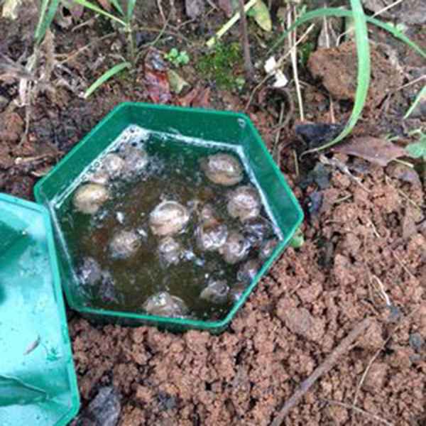 6 Pcs Snail Traps Garden and Vegetable Garden Snail Traps Sanitation and Convenience Physically Killing Snail Cages