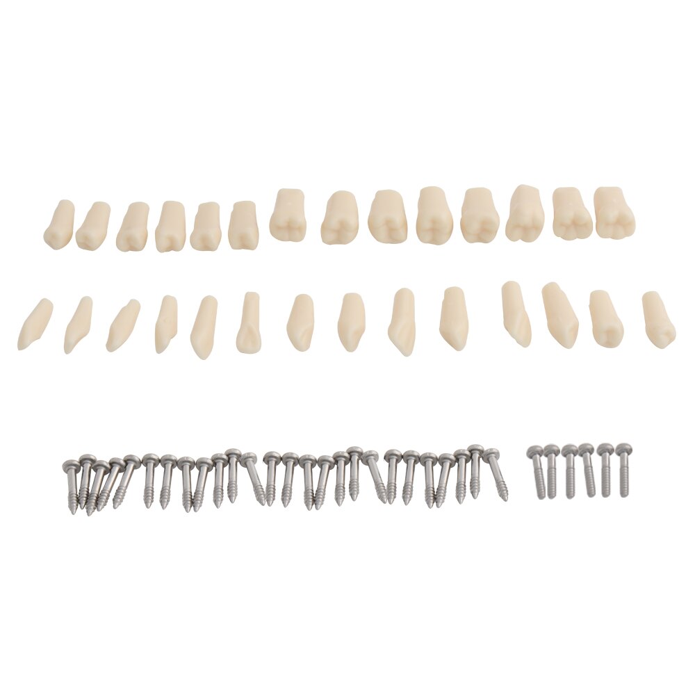Dental Model Teeth Model Dental Teaching Model Standard Model with 32 Screw-in Teeths Demonstration Soft Hard Gum 28 24 Teeth: 28pcs Teeth