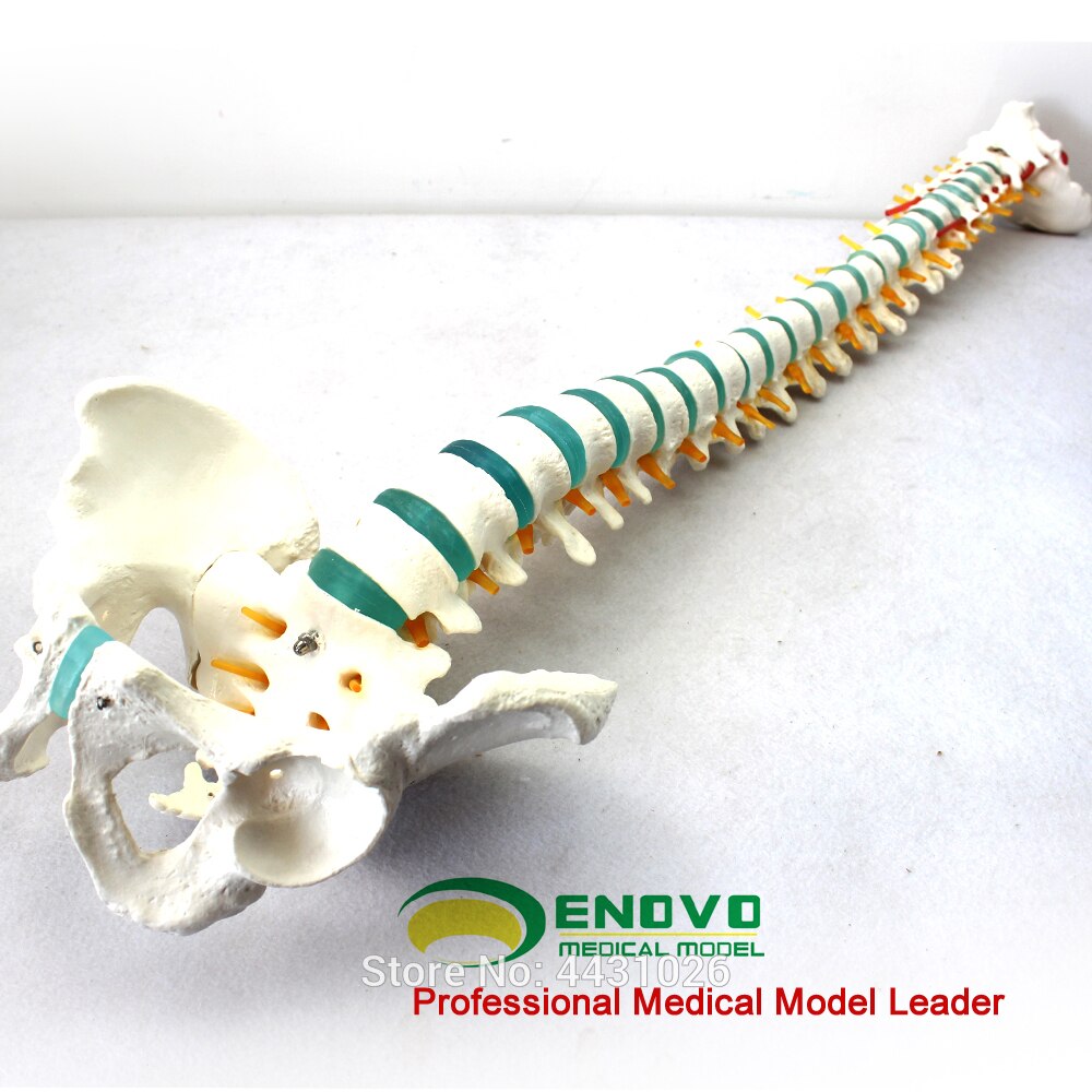 Enovo Menselijk Wervelkolom Model Wervel Lumbale Wervelkolom Thoracale Orthopedische Orthopedische Orthopedische Orthopedische Model.
