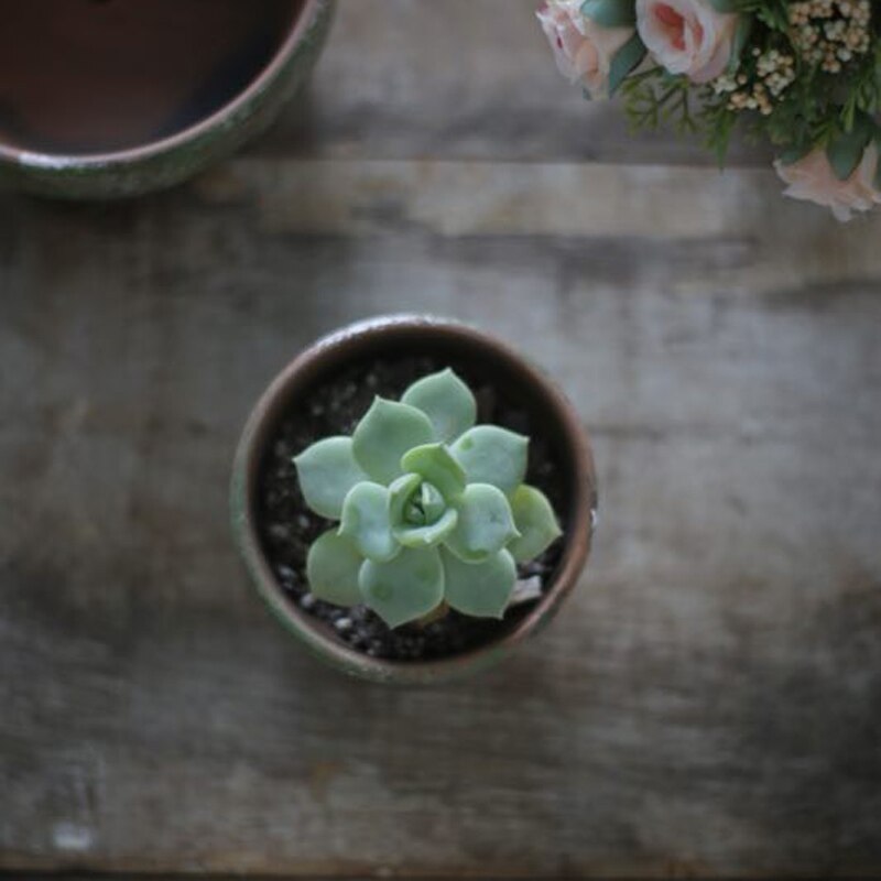 Red pottery flowerpot simple ceramic planter green plant ancient moss pot plant flowerpot aerated moss flowerpot flowerpot moss