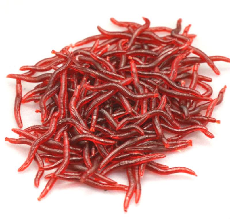 50 or100pcs Lifelike Fishy Smell Red Worms Soft Bait Simulation Earthworm Carp Bass Fishing Lures Artificial Silicone Pesca
