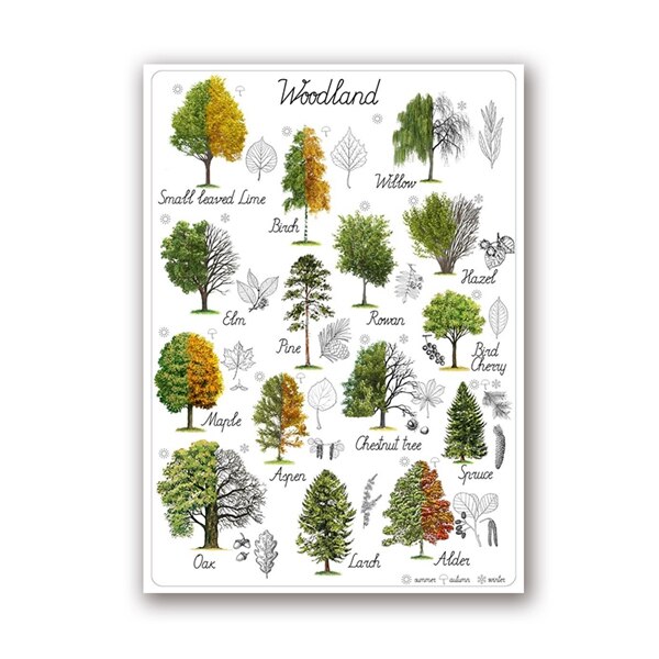 Tree Natural Educational Poster Art Woodland Home Wall Decor Botanical Materials Preschool Painting Retro poster kraft paper: 21x30cm No Frame