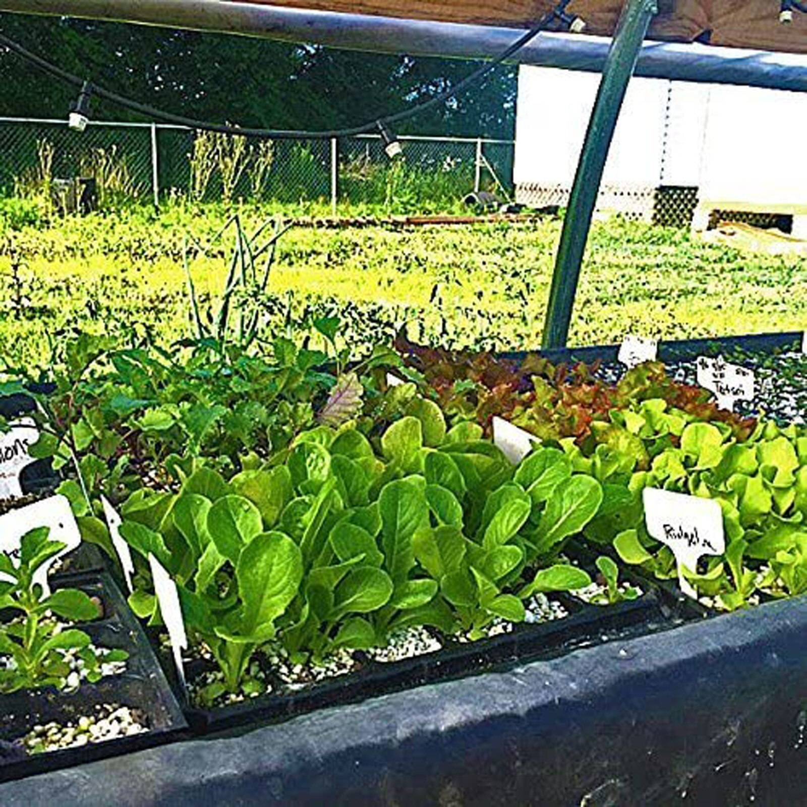 50 Cells Seedling Trays- BPA Free Plastic Gardening Germination Trays