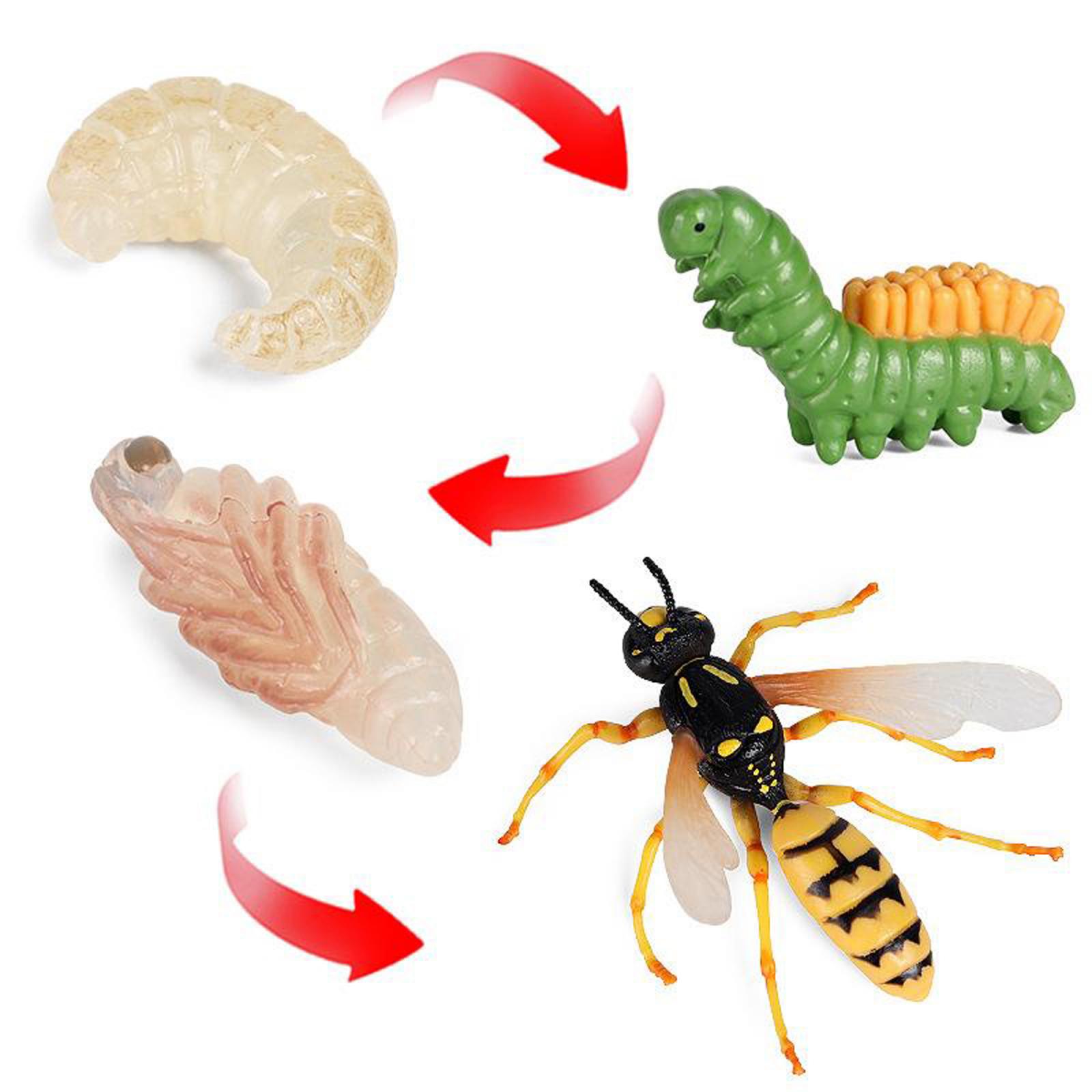 4 Stuk Levenscyclus Cijfers, Insecten Plastic Wesp Speelgoed Figuur-Authentieke Hand Painted Model
