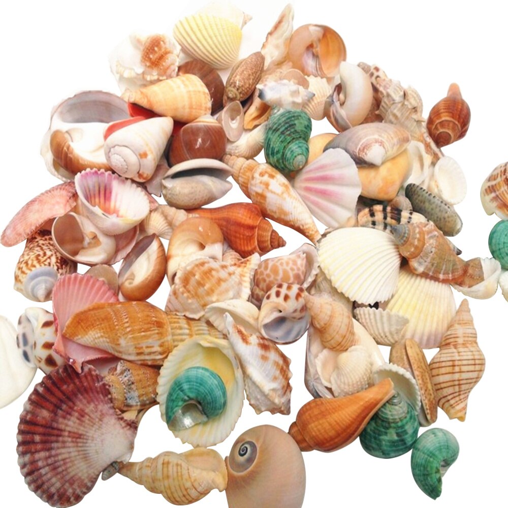 500G Gemengde Natuurlijke Strand Schelpen Ambachten Set Voor Thuis Aquarium Aquarium Decoratie: Default Title