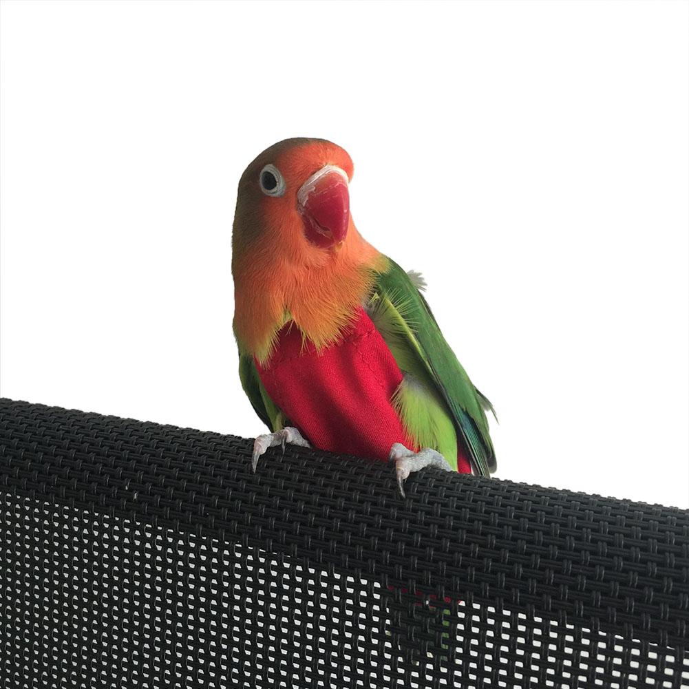 Pañales de Mascota para pájaros loros