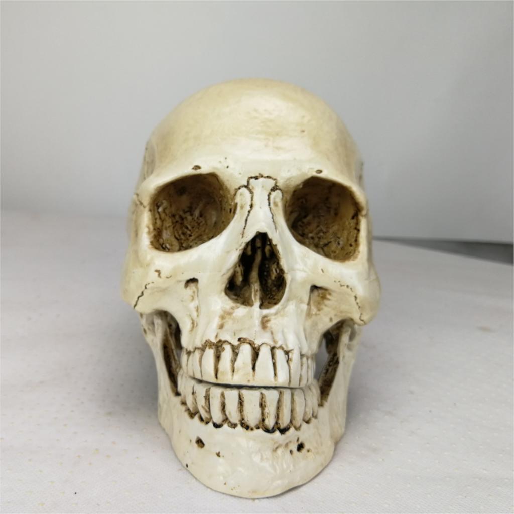 Réplica de cabeza humana de resina, modelo médico Lifesize, Decoración de casa de Halloween, arte decorativo, Cráneo 22x15x17CM