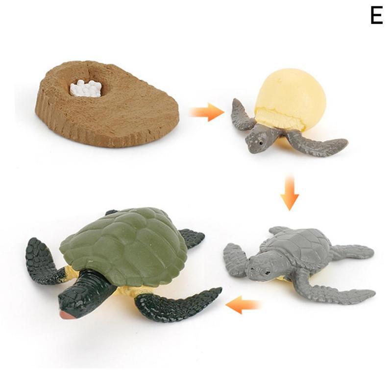 1 Set simulazione animali modello ciclo di vita giocattolo cognitivo rane/tartaruga/formica/zanzara/pollo modello ciclo di crescita giocattolo di educazione precoce: Turtle