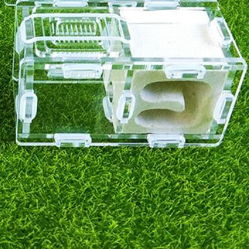 Mini Ants Nest Ant Farm Acrylic&Gypsum For Young Queens and Small Colonies Ants House Ant Home