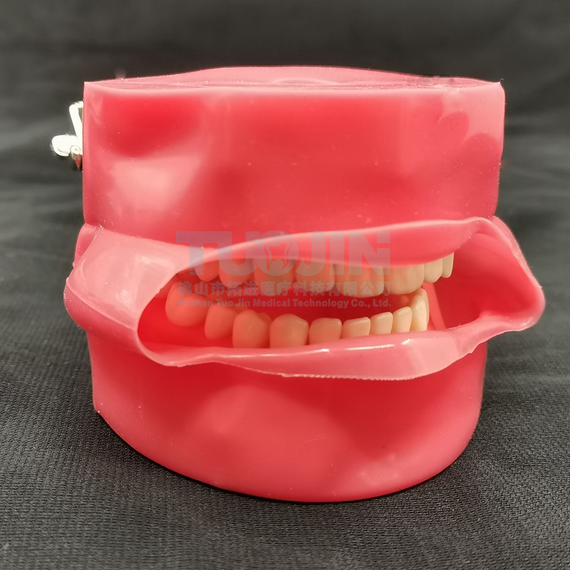 Tandheelkundige Benodigdheden 28Pcs Typodont Tand Model Met Gezicht Tandarts Tanden Phantom Hoofd Model Voor Tandheelkunde Praktijk Instrumenten Unit