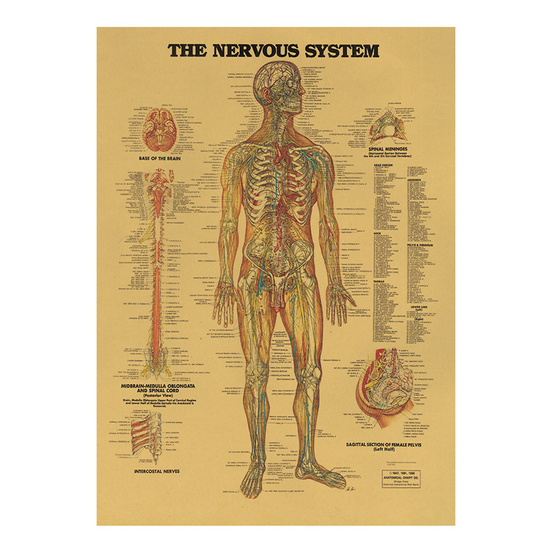 Illustrazione del corpo umano-tessuto muscolare carta kraft poster retrò aula museo pittura decorativa poster e stampe: A003