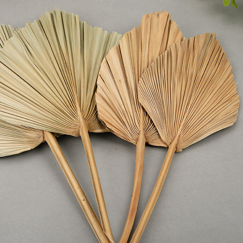 Palm Fan Leaf Dried Flower Palm Leaf Window Reception Party Art Wall Hanging Decoration Wedding Arch Arrangement
