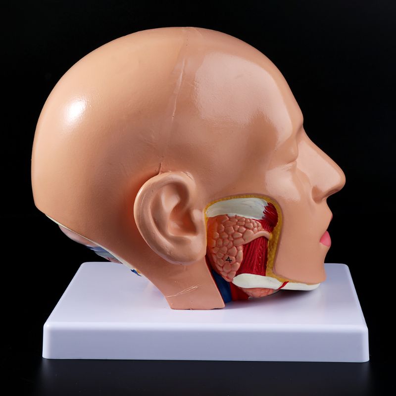 Menselijk Anatomie Hoofd Schedel Hersenen Cerebrale Slagader Anatomisch Model Voor Onderwijs