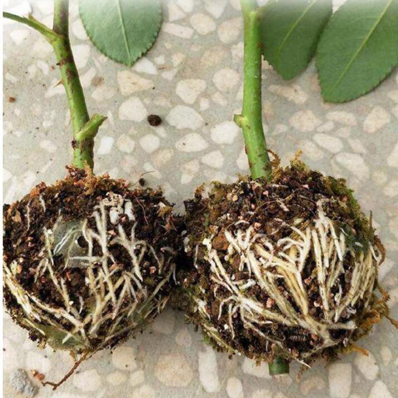 1/2/5 stk træplante rodning kugotransplantation rodning voksende kasse avlskasse til haveplante højtryksformeringsboks